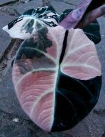 Alocasia Black Velvet Pink Variegata - High Quality - M88Ranet Hessen - Obertshausen Vorschau