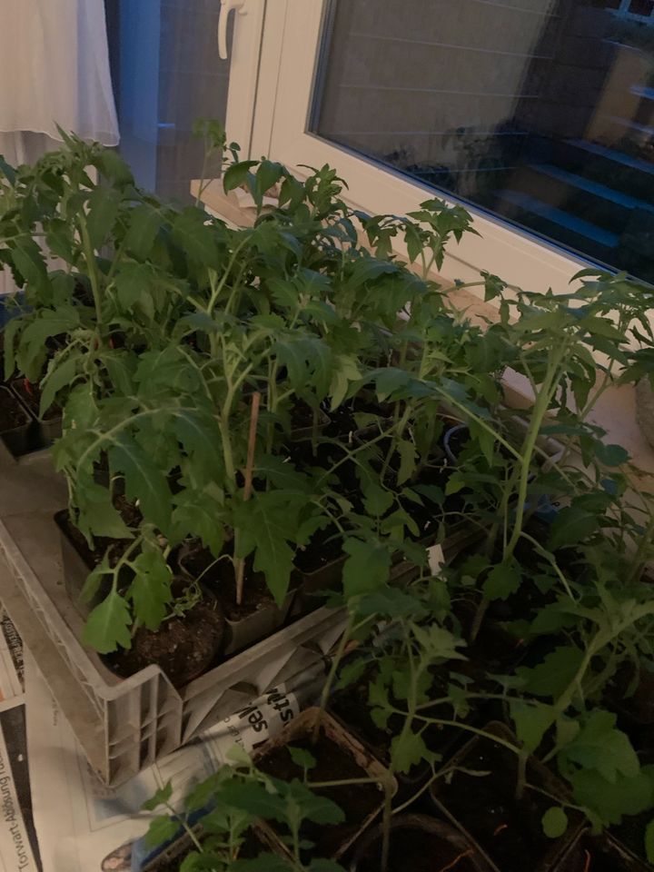 Tomaten Tomatenpflanzen Alice Dreams Stück 2,50 € in Wolfersdorf