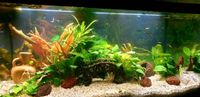 ❣ Babyboom - Süsse Guppy Jungfische Aquarium Fische❣ Schleswig-Holstein - Kropp Vorschau