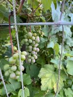 Weinrebe / Weinpflanze 2-3 Jahre alt Niedersachsen - Calberlah Vorschau