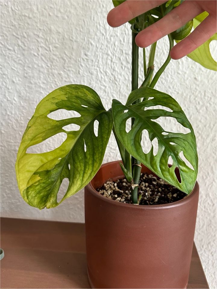 Monstera Adansonii Aurea Variegata in Hannover