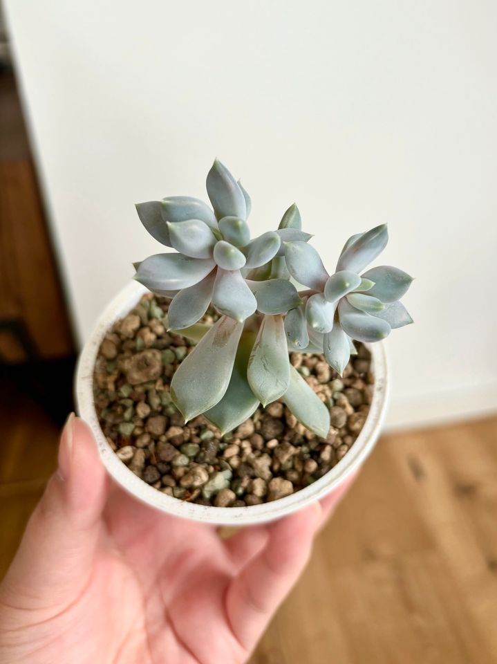 Graptoveria Opalina - pastellfarbene Sukkulente in Warendorf