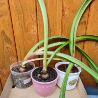 Zimmeramaryllis Rot Ableger Zwiebel Brandenburg - Müllrose Vorschau