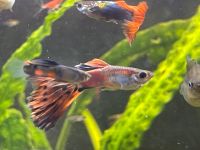 50 Tolle Guppies abzugeben - gegen Spende Hamburg-Mitte - Hamburg St. Pauli Vorschau