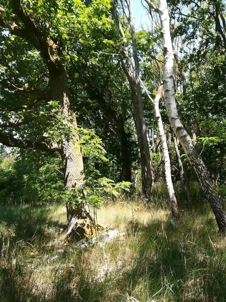 Waldgrundstück, Forstfläche, Waldstück, Feuchtbiotop,6,1 ha in Havelsee