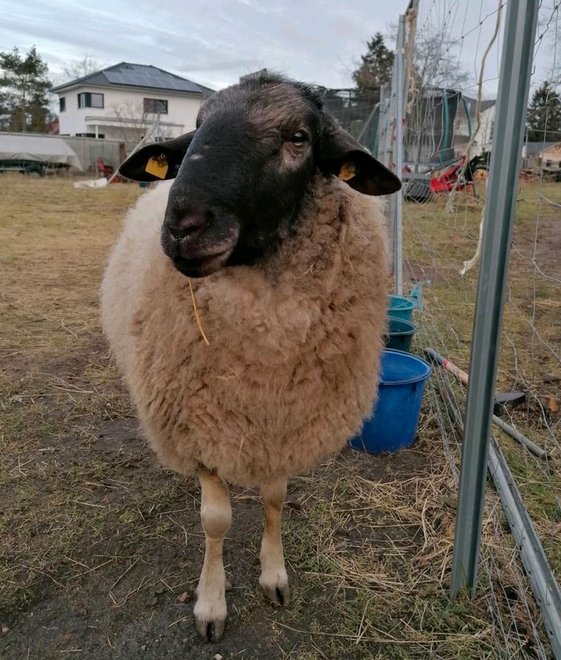 Schafbock -reinrassiges Rhönschaf- abzugeben in Gerwisch