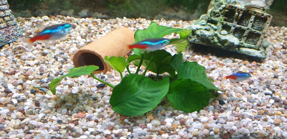 Aquarium deko in Seifhennersdorf