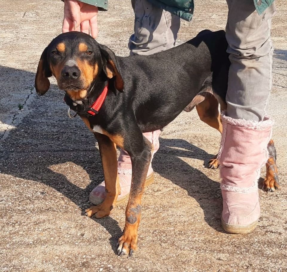 Traumhafter COOPER sucht sein aktives Zuhause in Augsburg