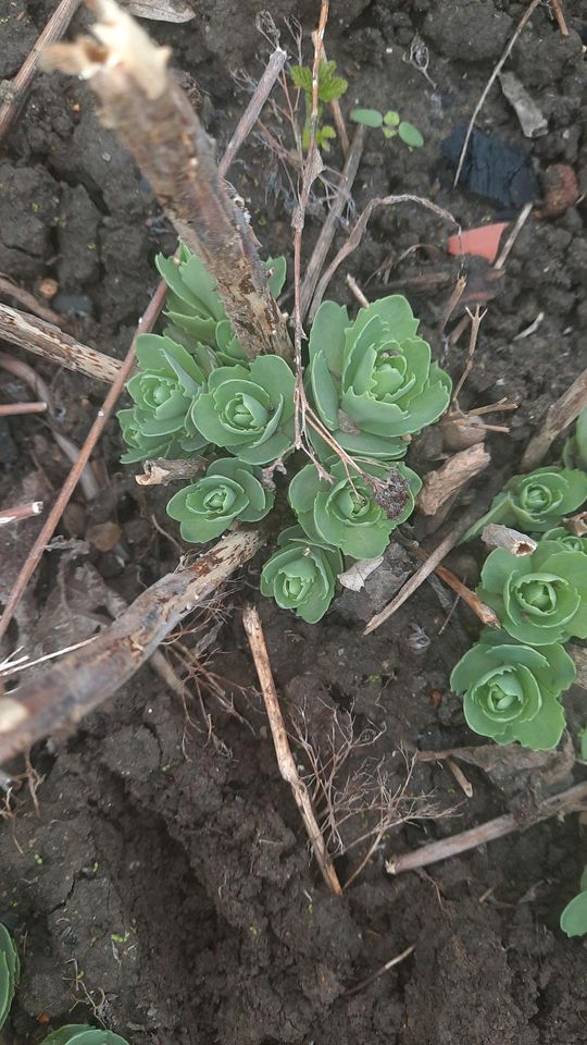 Fette Henne, Serum,Staude ,Winterhart Schnittblume in Goslar