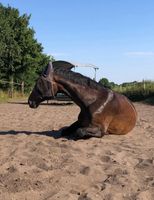 Landwirtschaftliche Unterstützung/ Betriebshelfer Sylt - Westerland Vorschau