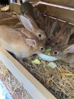 Junge , hübsche Kaninchen zu verkaufen Sachsen - Bautzen Vorschau