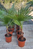 Washingtonia Palme 20-30cm Stamm Brandenburg - Bernau Vorschau