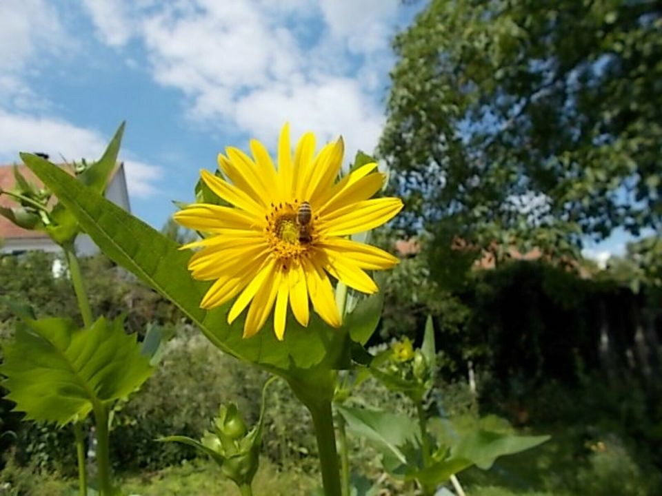 1150 x samen durchwachsene silphie silphium perfoliatum pflanze in Frickingen