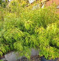 Große Bambus Pflanzen / Büsche ideal als Suichtschutz für Garten Niedersachsen - Salzgitter Vorschau