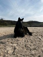 KWPN Wallach, Horsemanship, Handpferd, Rappe, Concorde Linie Bayern - Königsberg i. Bayern Vorschau