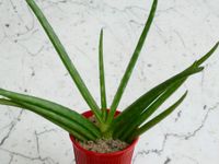 S ~15-20cm SWEET ALOE VERA jung Sukkulente blu Barbadensis Miller Hessen - Biblis Vorschau