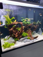 Aquarium Weißglas 300l ADA Sachsen - Chemnitz Vorschau