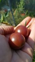 Black Cherry Tomaten Samen Saatgut Thüringen - Bad Blankenburg Vorschau