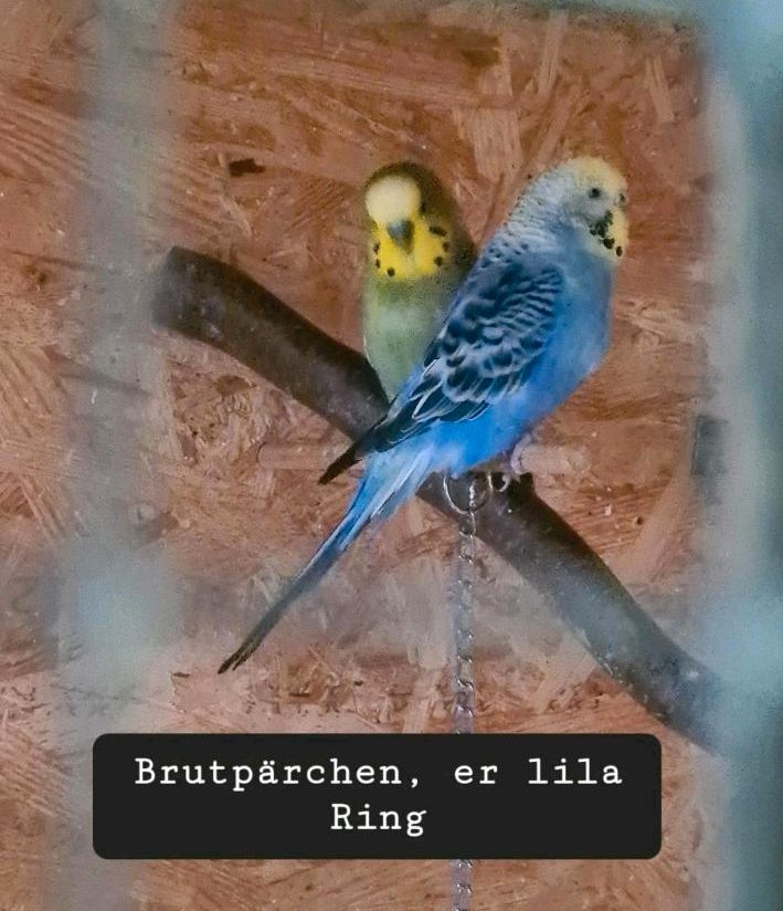 Wellensittich Brutpärchen Hahn und Henne in Köln