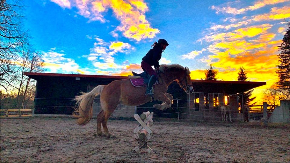 Reitbeteiligung Haflinger Stute Nancy in Schwaan