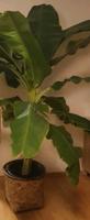 Bambus Geflecht Blumentopf Blumenkübel *50% Rabattaktion Baden-Württemberg - Konstanz Vorschau