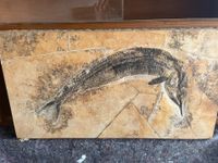 Vintage Replik Bild, Fisch Fossil Rheinland-Pfalz - Urmitz Vorschau
