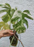 Kopfsteckling Monstera Variegata, toll panaschiert viel bewurzelt Nordrhein-Westfalen - Lüdenscheid Vorschau