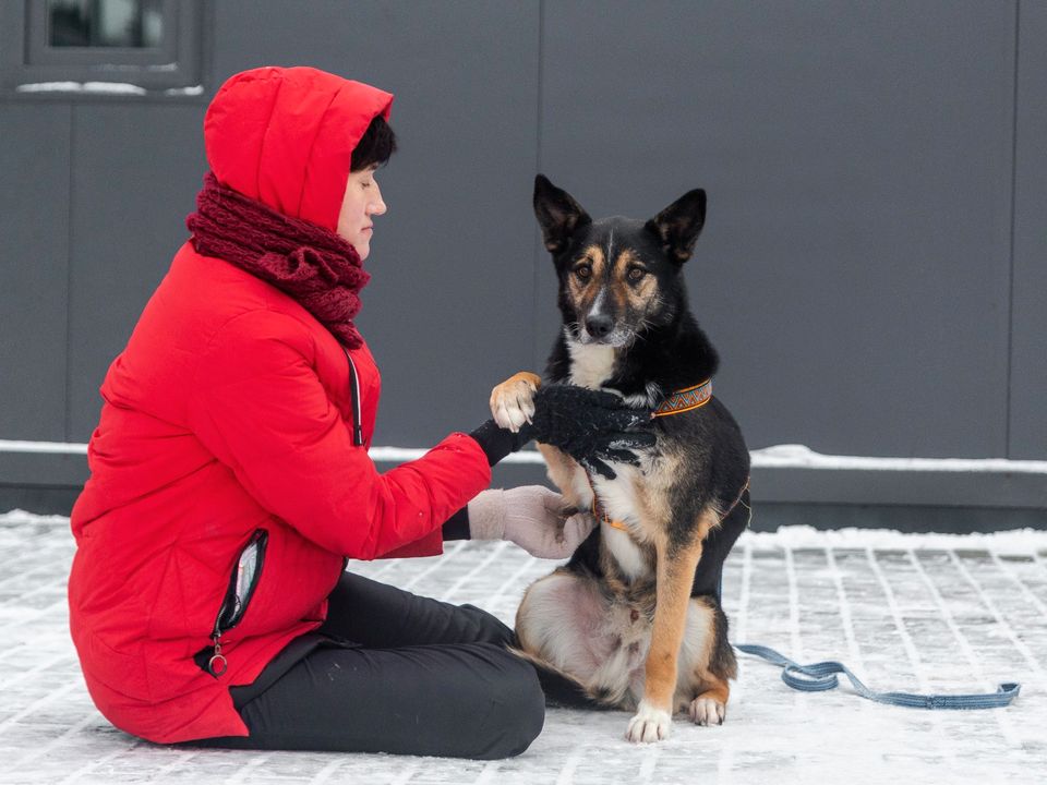 Tierschutz - Nord sucht eine liebevolle Familie ! in Düsseldorf