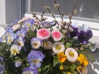 Frühlingsblumen *Bellis, Hornveilchen und Stiefmütterchen* Bayern - Witzmannsberg Vorschau