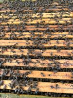 Bienenvölker Carnica auf DNM Brandenburg - Storkow (Mark) Vorschau