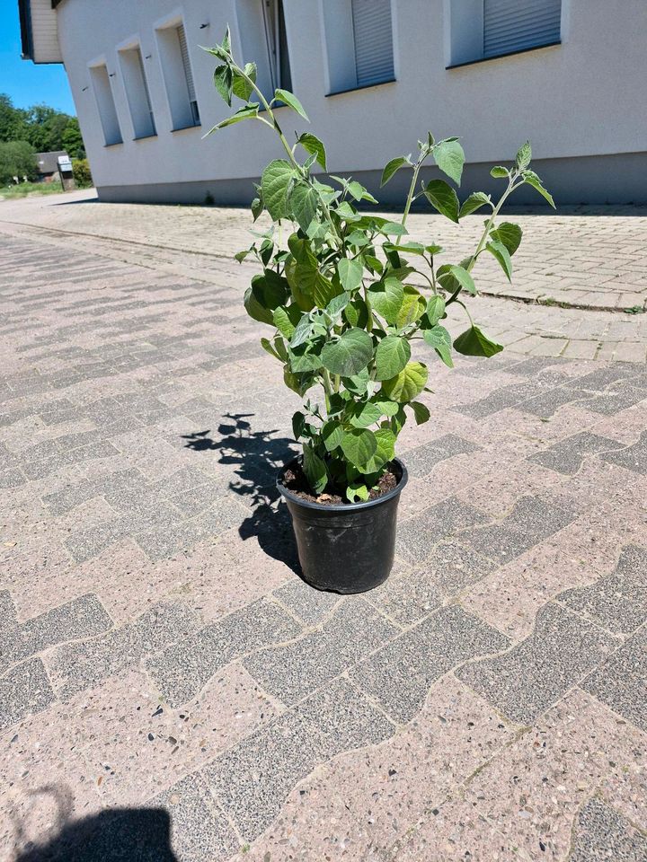 Physalis Pflanze in Halle (Westfalen)