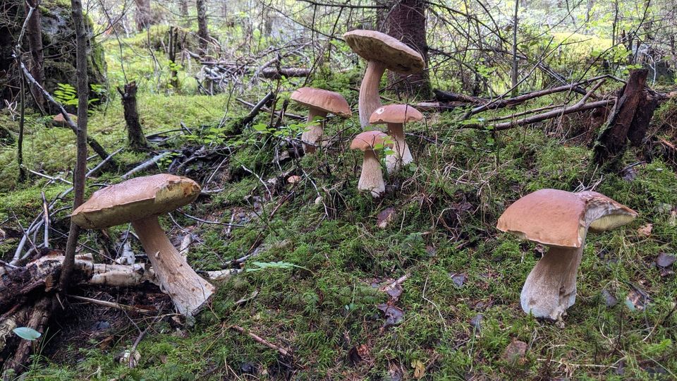 Selbstversorgergrundstück mit Wald, 5,4 ha in Värmland, Schweden in Aichach