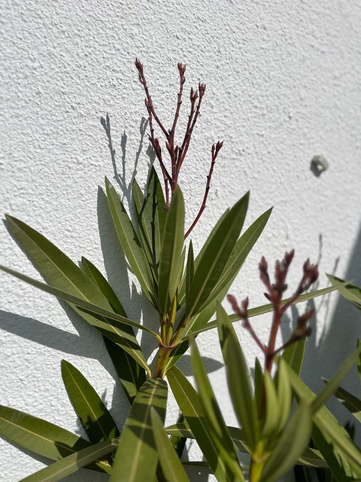 Großer Oleander in Cham