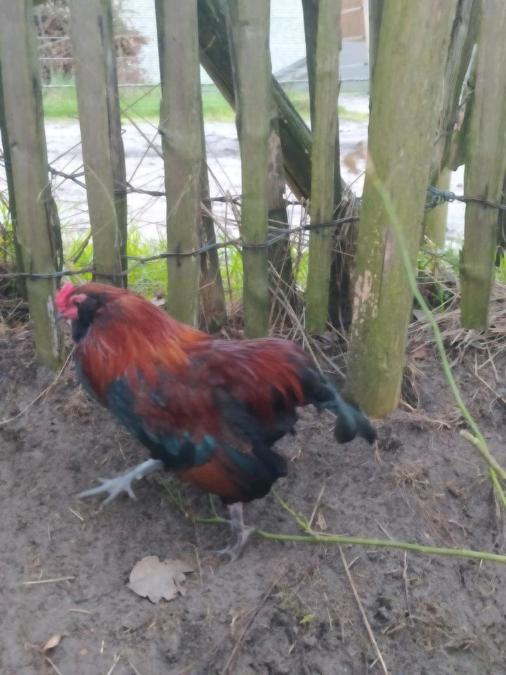 Araucana Mix Zwerg Huhn Grünleger in Verl