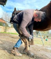 Barhufpflege Hufpflege in Ausbildung zum Hufschmied Niedersachsen - Dahlenburg Vorschau