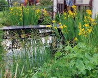 Gelbe Sumpf-Schwertlilie Teich Pflanze, 1-1,20m Dresden - Innere Altstadt Vorschau
