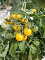 Tomate Yellow Windowbox Bio Tomatensamen - samenfest München - Altstadt-Lehel Vorschau