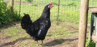 Hühner vom Augsburger Huhn, Rassetiere, Hennen schwarz, groß Bayern - Bad Staffelstein Vorschau