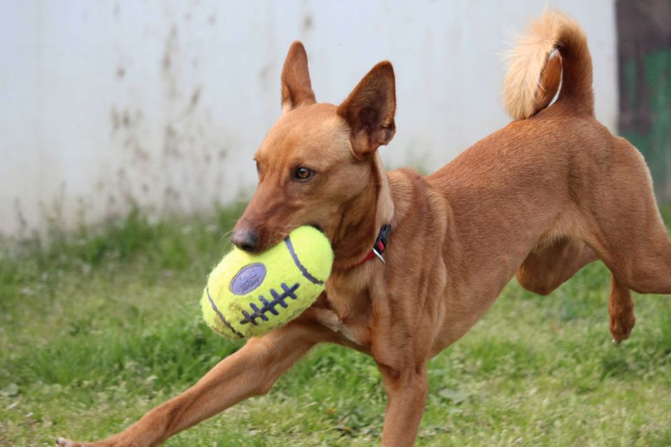 Podenco Mischling Derio- Frechdachs will die Welt erkunden in Emmendingen