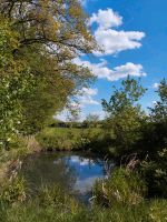 Sträucher/Stauden heimische Pflanzen Baden-Württemberg - Obergröningen Vorschau