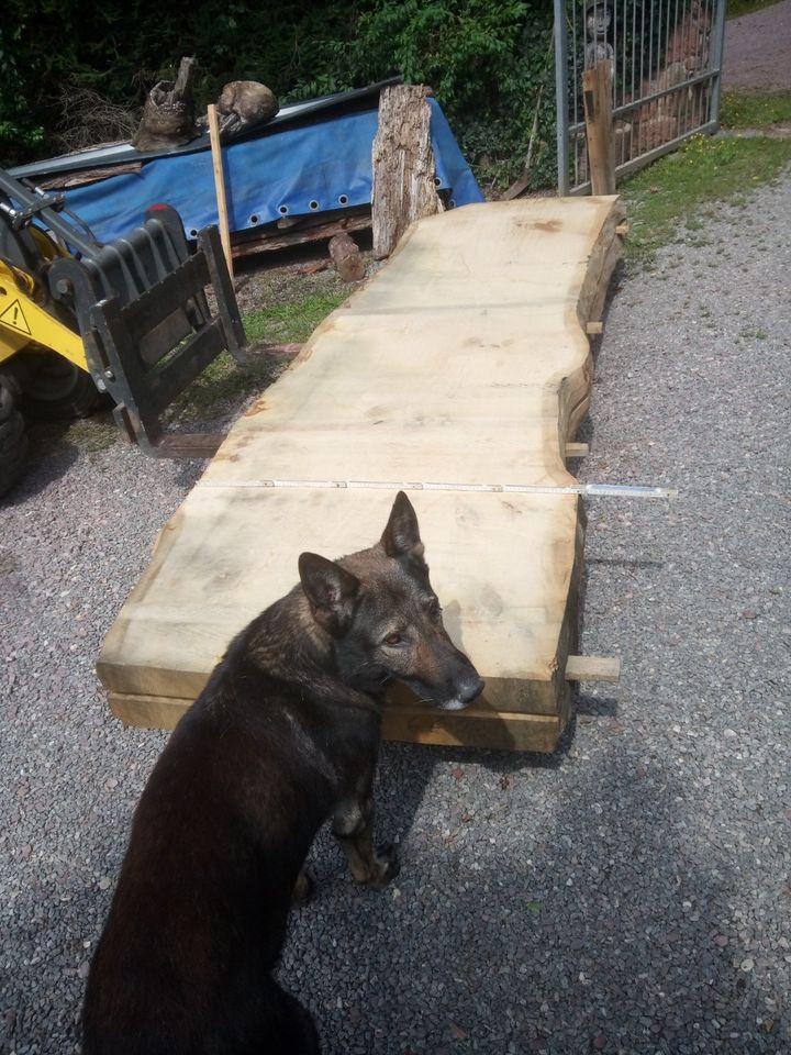 Eichenbohle Eichenplatte Monolith Tischplatte XXL in Lahr (Schwarzwald)