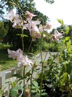 große AKELEI rosé winterharte Beetstaude BIO Hessen - Burghaun Vorschau