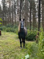 Reitbeteiligung an Kaltblutwallach Rheinland-Pfalz - Niederhambach Vorschau