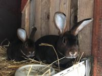 Kaninchen, Castorrex, weiches Fell Niedersachsen - Aurich Vorschau