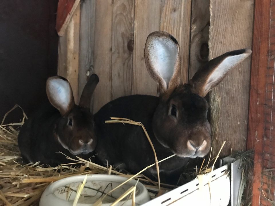 Kaninchen, Castorrex, weiches Fell in Aurich