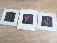 3 x Ikea Bilder Blumen Set + Rahmen 50 x 50 cm weiß groß lila Hannover - Vahrenwald-List Vorschau