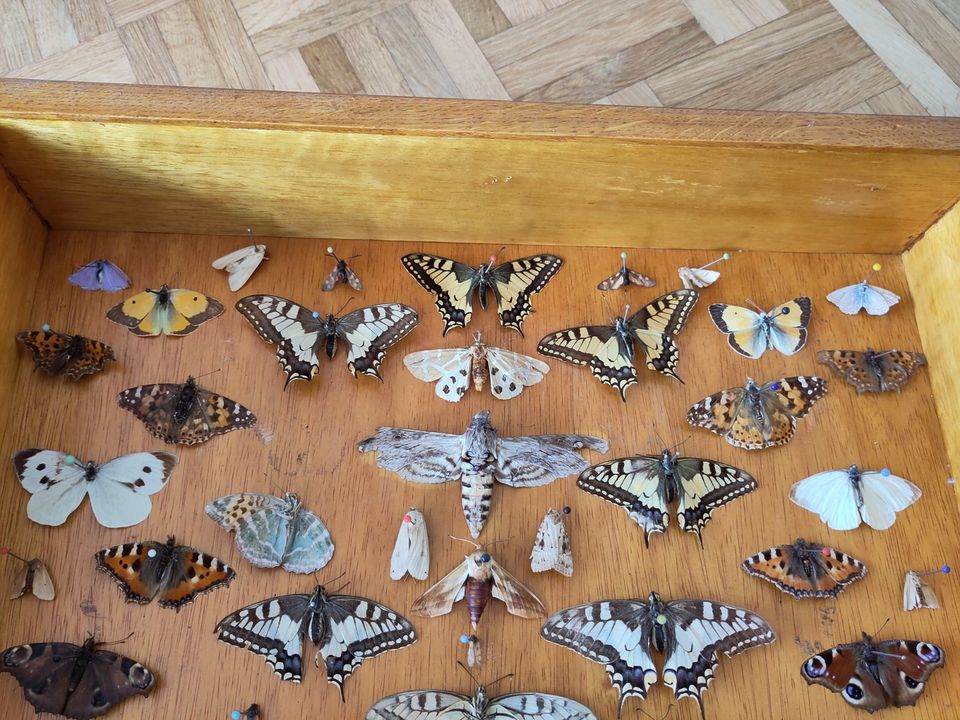 Entomologie Schmetterling / Falter Schaukasten aus Holz in Mannheim