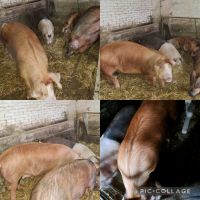 Schwein Duroc Husumer Sattelschwein Pietrain Edelschwein Niedersachsen - Aurich Vorschau
