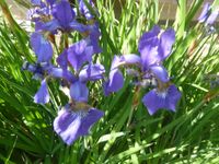 Gartenblumen Ableger Lilie Iris Plox Herbstaster Nelke Schleswig-Holstein - Lübeck Vorschau