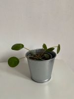 Ableger Pilea Baden-Württemberg - Karlsruhe Vorschau